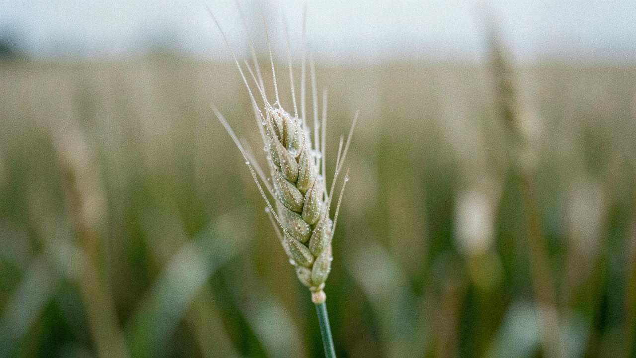 Agrorezort dopĺňa pravidlá podpory, chýba výška podpory aj rozpočet