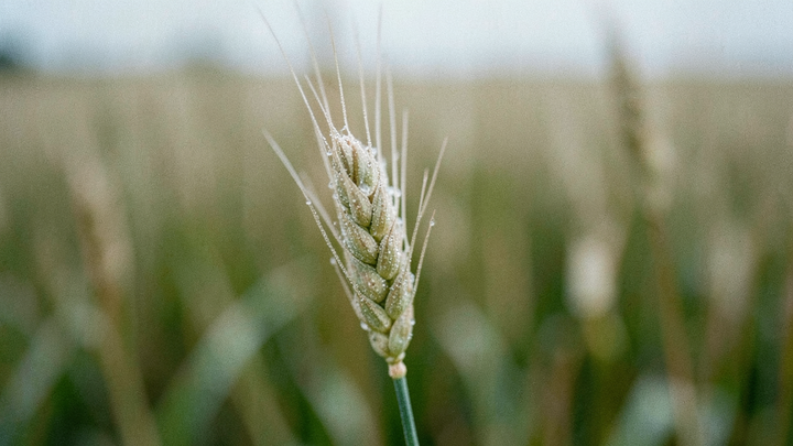 Agrorezort dopĺňa pravidlá podpory, chýba výška podpory aj rozpočet